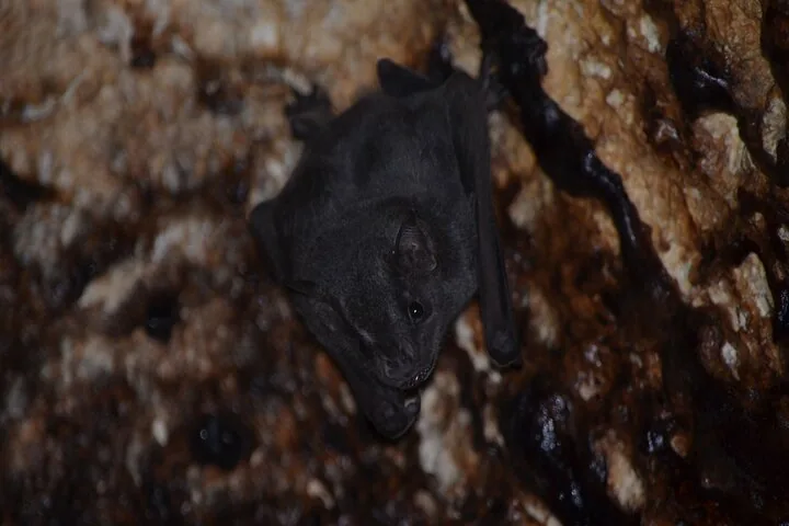 Close-up of a black bat hanging upside down